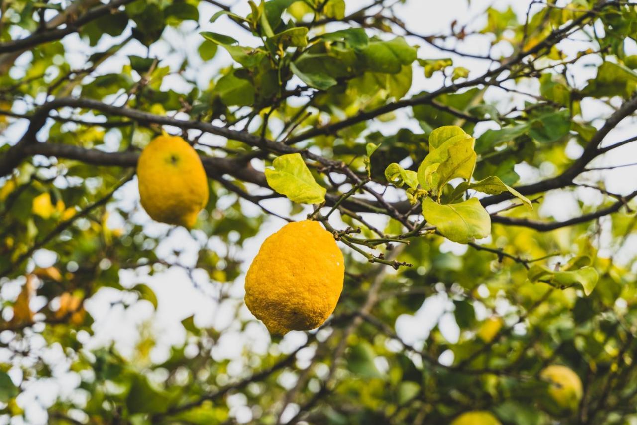 Il Limoneto Rooms Terme Vigliatore Exteriér fotografie