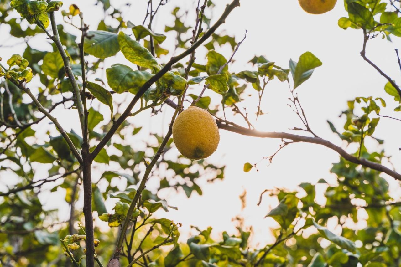 Il Limoneto Rooms Terme Vigliatore Exteriér fotografie