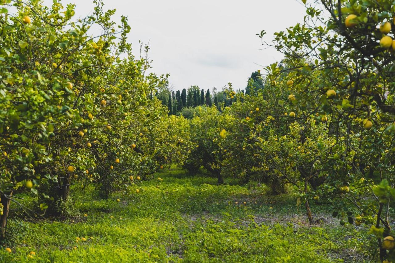 Il Limoneto Rooms Terme Vigliatore Exteriér fotografie