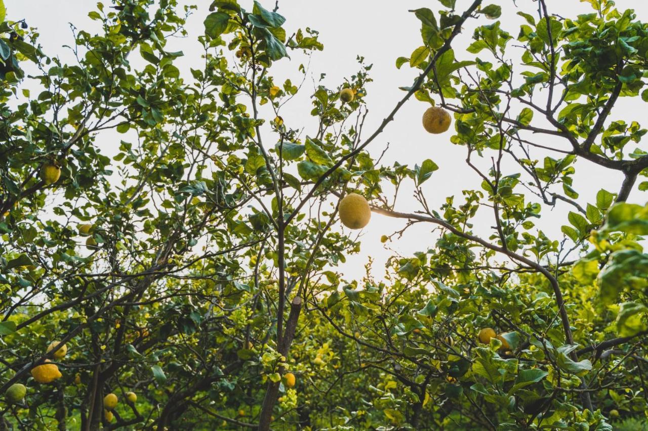Il Limoneto Rooms Terme Vigliatore Exteriér fotografie